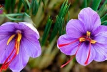 الزعفران نبتة تسمي بالذهب الأحمر