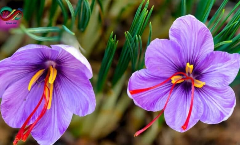 الزعفران نبتة تسمي بالذهب الأحمر