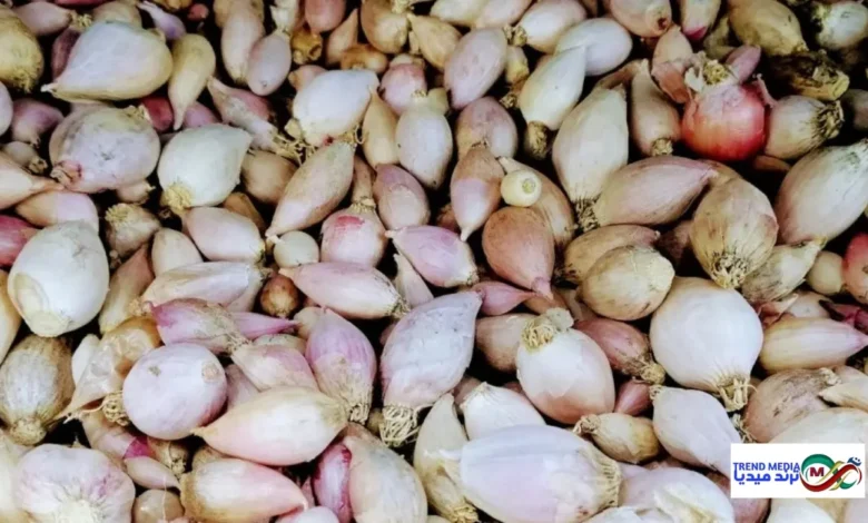 فوائد الثوم الذكر