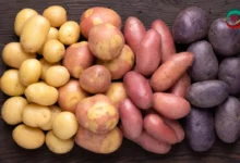 نوع البطاطس