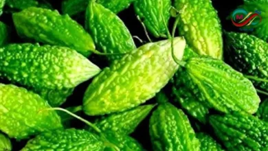 عشبة كمثرى البلسم الطبيعية المعروفة بفوائدها في تنظيم مستويات السكر في الدم.