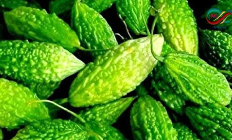 عشبة كمثرى البلسم الطبيعية المعروفة بفوائدها في تنظيم مستويات السكر في الدم.