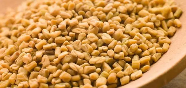 عشبة الحلبة