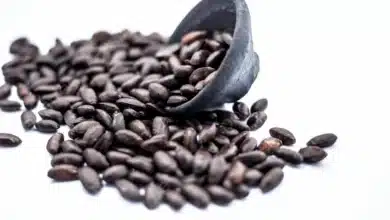 بذور التفاح وعلاقتها بالسرطان - بين الحقائق العلمية والادعاءات الشائعة