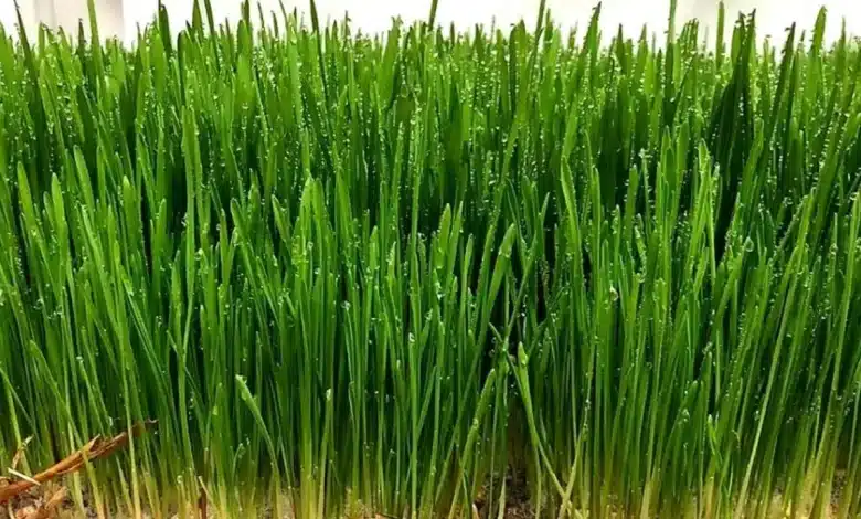 العطارين يكشفون.. سر عشبة مذهلة مفعولها كالذهب موجودة في مطبخك !! 1 عشبة مذهلة حبوب الشعير الكاملة في وعاء خشبي مع مشروب الشعير الصحي - فوائد غذائية متعددة
