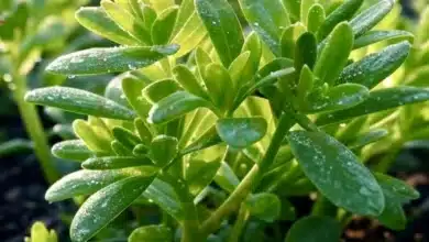 ماسك الرجلة والكركم الطبيعي لتفتيح البشرة ومقاومة التجاعيد