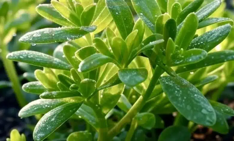 معجزة ربانية.. نبات جبار بجانب بيتك كفيل يغير حياتك ويخليك في أفضل أحوالك بطريقة لا تتوقعيها 1 ماسك الرجلة والكركم الطبيعي لتفتيح البشرة ومقاومة التجاعيد