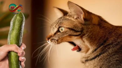 صورة تظهر قطة في حالة فزع من خيار موضوع خلفها أثناء تناول الطعام.