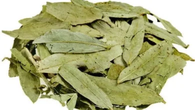 اكتشاف مذهل: عشبة برية رخيصة الثمن تفوقت على أغلى الأدوية في علاج الإمساك وتنشيط الذاكرة.. جربها بنفسك 4 عشبة السنا