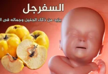 هدية الله للحوامل! فاكهة عجيبة تجعل الجنين أكثر جمالاً ونقاءً وذكاءً…بإذن الله تعالى وهبة من الله لكل أم 10 الجنين