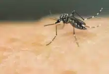 الملاريا وحمى الضنك