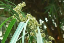 منع نمو الشعر في المناطق الحساسة