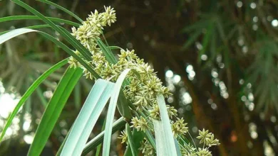 منع نمو الشعر في المناطق الحساسة