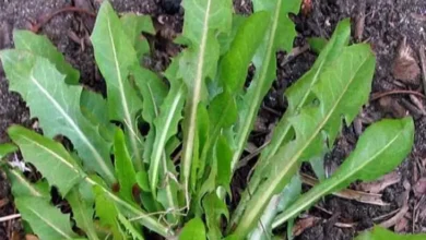 عشبة طبيعية تعالج الحصوات وتنظف الكبد