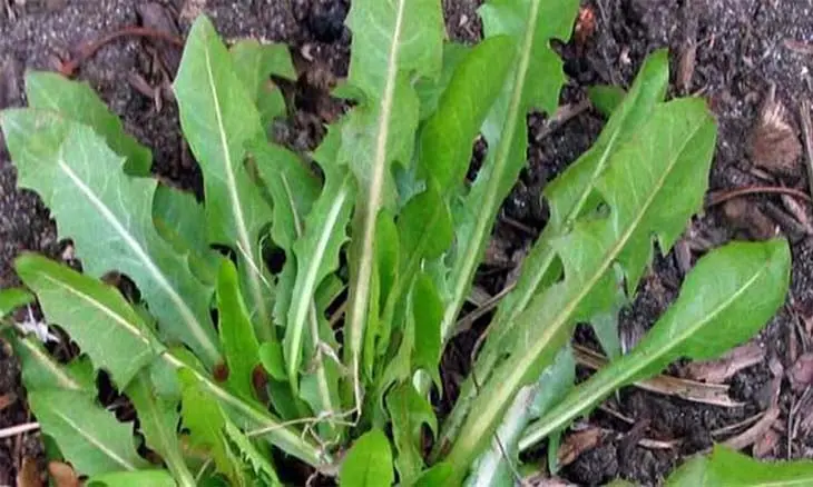 عشبة طبيعية تعالج الحصوات وتنظف الكبد