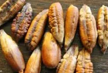 نواة التمر