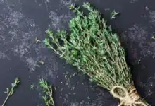 الزعتر