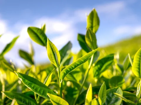 الشاي الأخضر