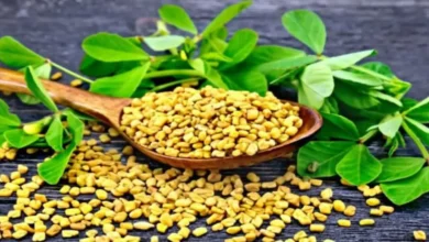 الحلبة والسكر التراكمي