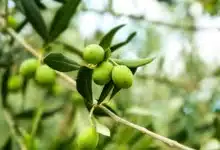 ليست للشجرة فقط.. كنز أوراق الزيتون يمنحك بطنًا مسطحًا وشعرًا كثيفًا وبشرة مشرقة 12 أوراق الزيتون