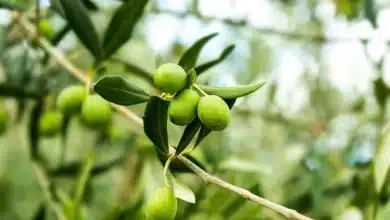 أوراق الزيتون