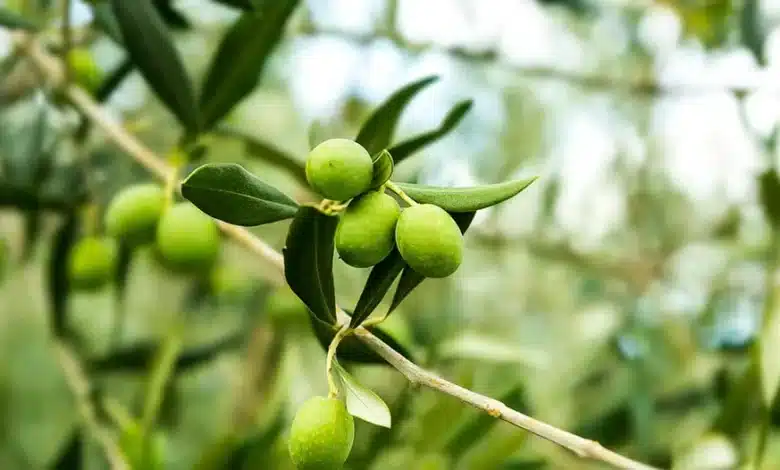 أوراق الزيتون