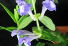 الجنكة الصينية والسكري