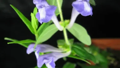 الجنكة الصينية والسكري