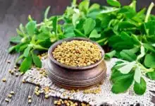 الحلبة والسكري