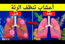 طفرة في الطب التكميلي.. خلطة عشبية طبيعية تهدئ السعال وتنقي الرئتين وتعيد سهولة التنفس 12 مشروب لتنظيف الرئتين