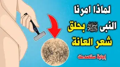 الشعر الموجود حول الأعضاء التناسلية