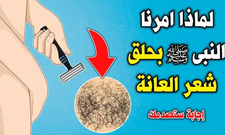 الشعر الموجود حول الأعضاء التناسلية