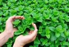 علاج السكري