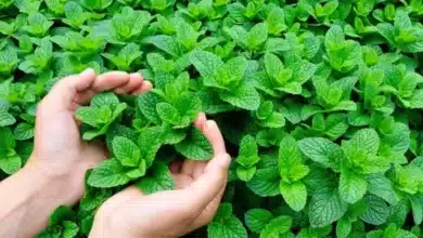 علاج السكري