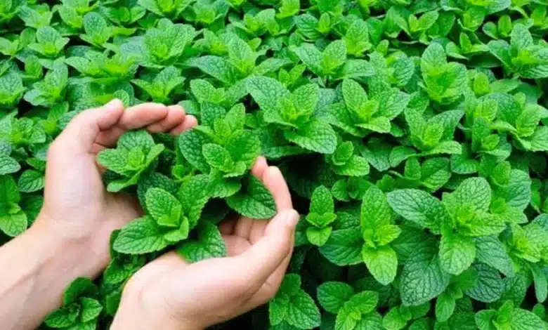 علاج السكري