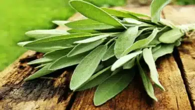 فوائد المريمية