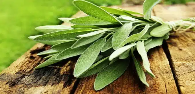 ليست مجرد عشبة عطرية.. فوائد المريمية "الشقيقية" تثير دهشة العلماء بفوائدها من التسوس إلى تنظيم السكر 11 فوائد المريمية