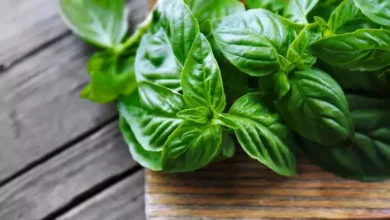 الكزبرة الخضراء