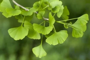 نبته لـ تقوية البصر