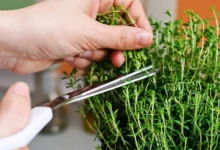 “انتهى عصر الأورام الخبيثة" نبتة متوفرة تقتل الخلايا السرطانية وتمنع نموها بإذن .الله... وداعاً للعلاج الكيماوي إلى الأبد. 11 8754223616