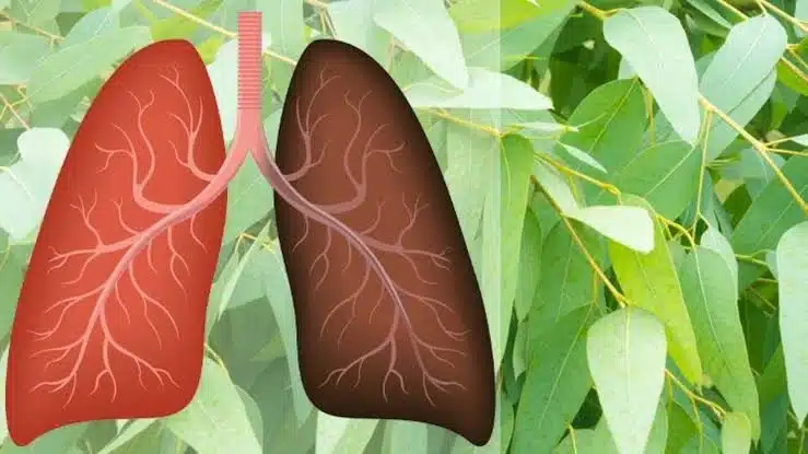"وداعاً لصعوبة التنفس" نبات بسيط يُنظف الرئتين من آثار التدخين والربو والبلغم خلال أيام 1 875466819