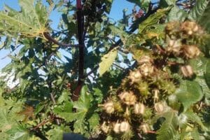 images 27