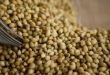 فوائد الكزبرة المطحونة للتسمين