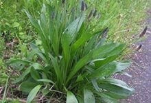 7azj3KuGQrmCGOYm5vp4SGSHyXLC0CIiptwiPhzG