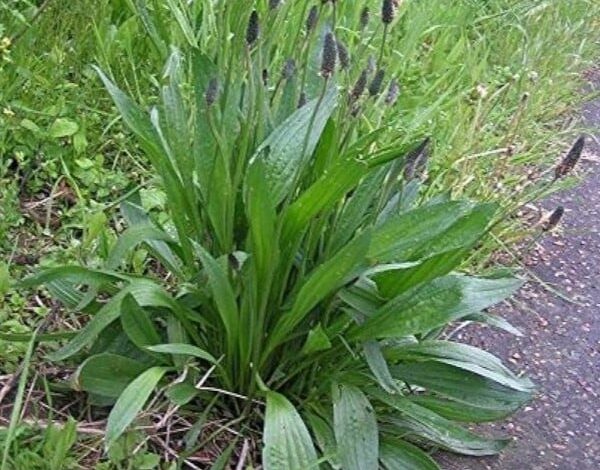 7azj3KuGQrmCGOYm5vp4SGSHyXLC0CIiptwiPhzG