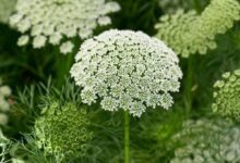 53558702 9dbd 452e b8c0 bb0e781fe78b 1000x1000 usWAv2HHqXf598s6GakpdNpSr2oICc0fPwT2ad2t