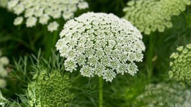 53558702 9dbd 452e b8c0 bb0e781fe78b 1000x1000 usWAv2HHqXf598s6GakpdNpSr2oICc0fPwT2ad2t