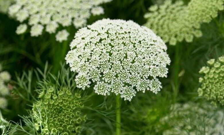 53558702 9dbd 452e b8c0 bb0e781fe78b 1000x1000 usWAv2HHqXf598s6GakpdNpSr2oICc0fPwT2ad2t