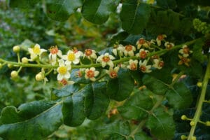 Boswellia sacra