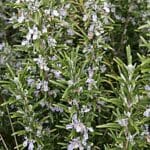إكليل الجبل والمريمية لعلاج الزهايمر: دراسة سكريبس تكشف نتائج واعدة مستقبلاً 12 Rosemary bush